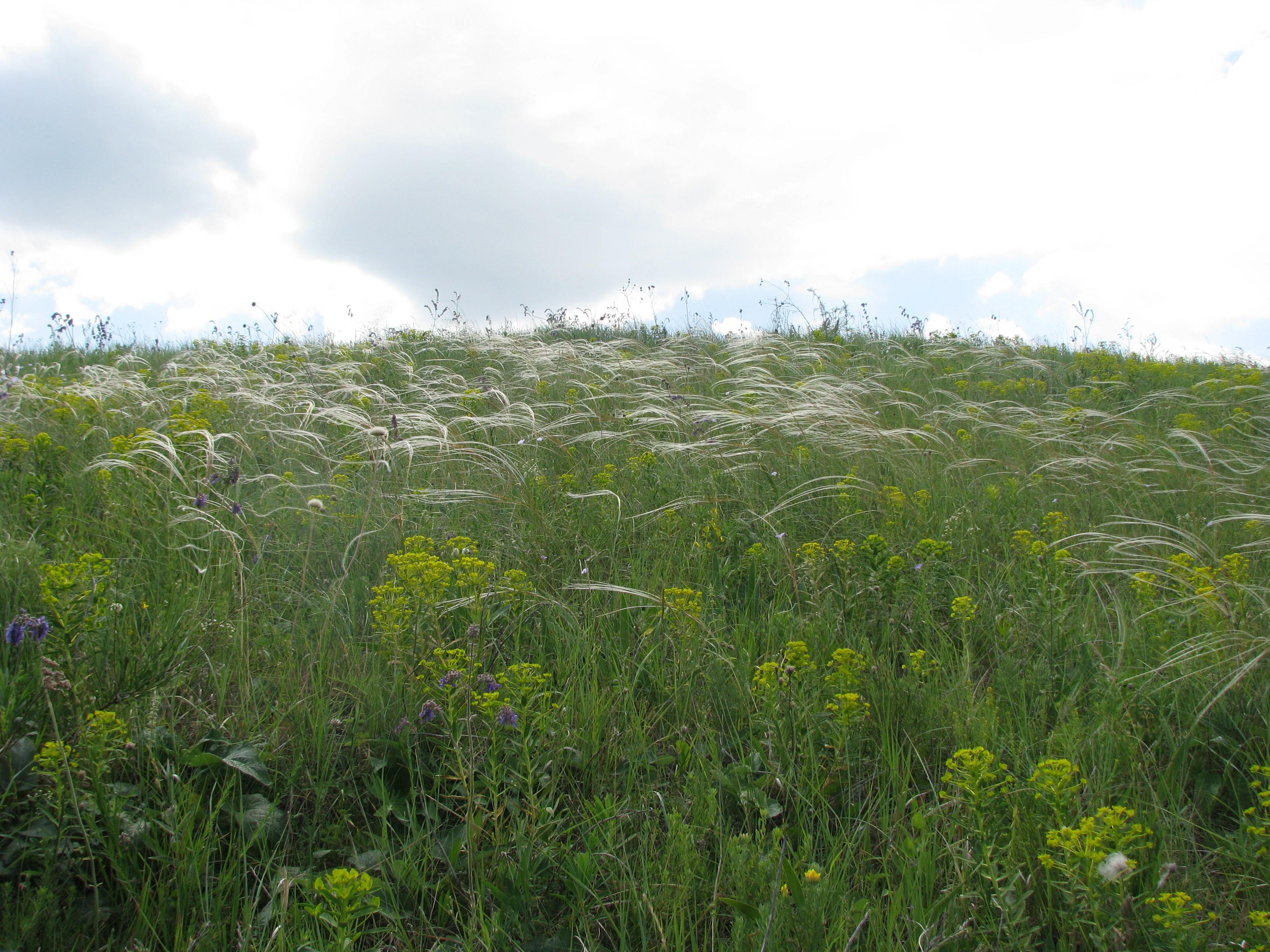 forb-bunchgrass steppe in Abazivka (Photo: D. Davydov)