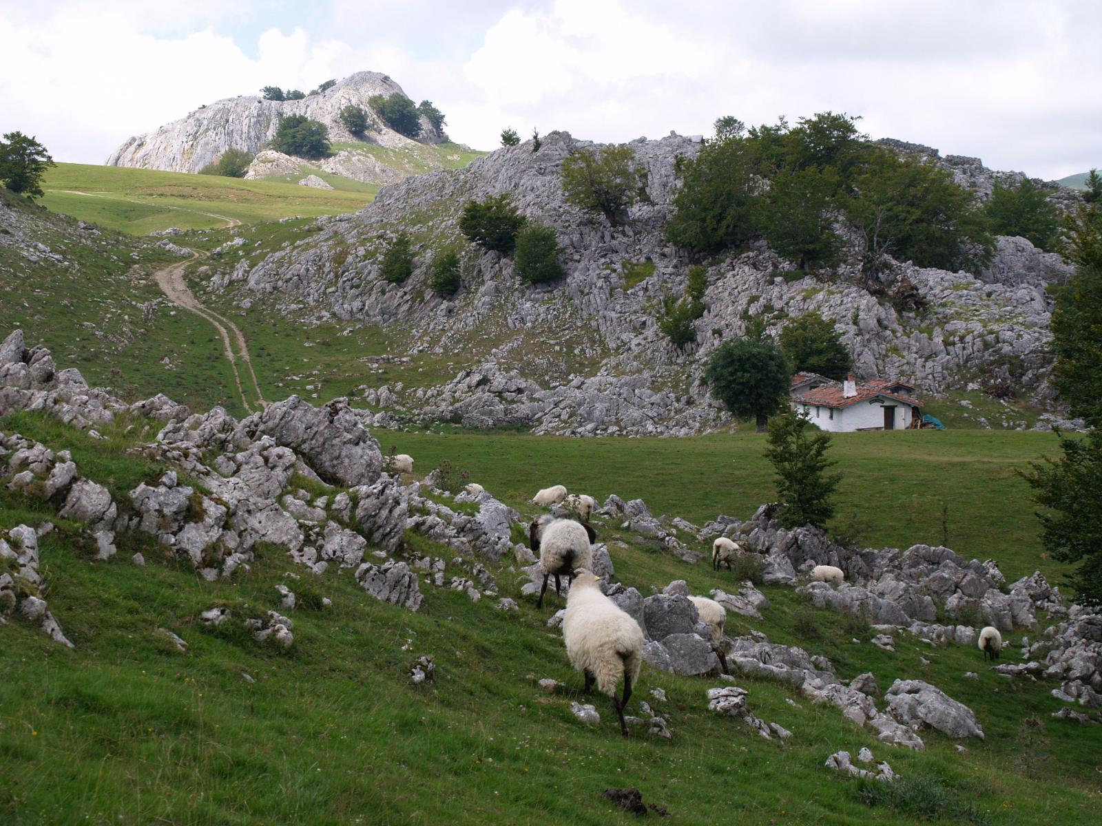 Grasslands