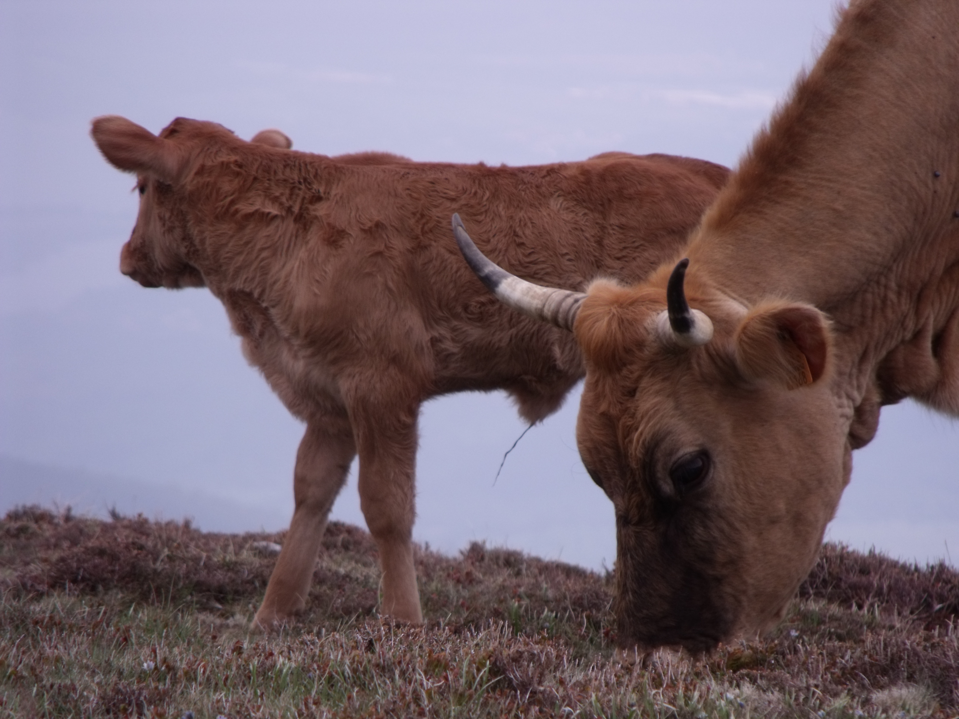 Calf and cow in Gorbia mountain