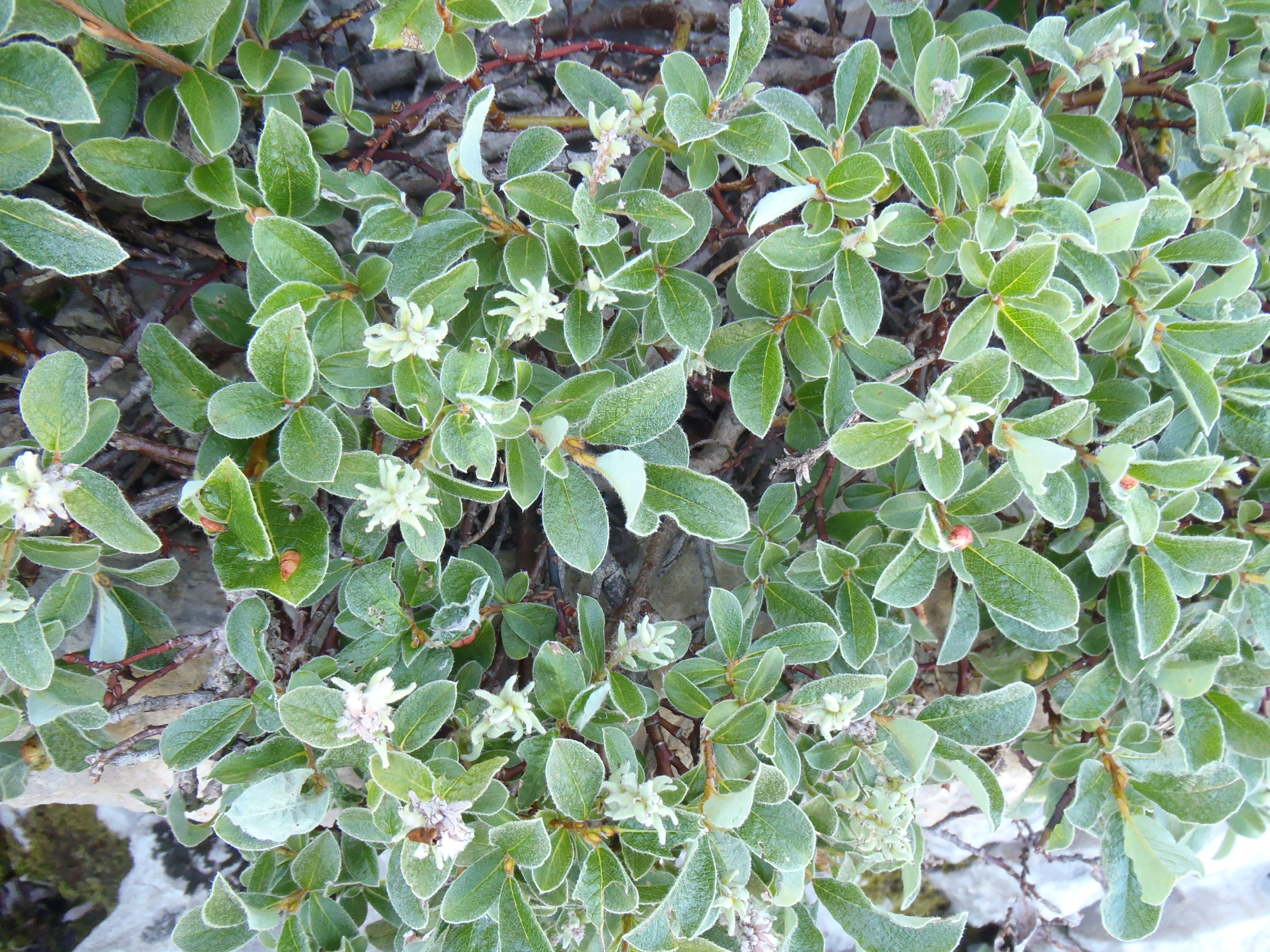 Salix pyrenaica