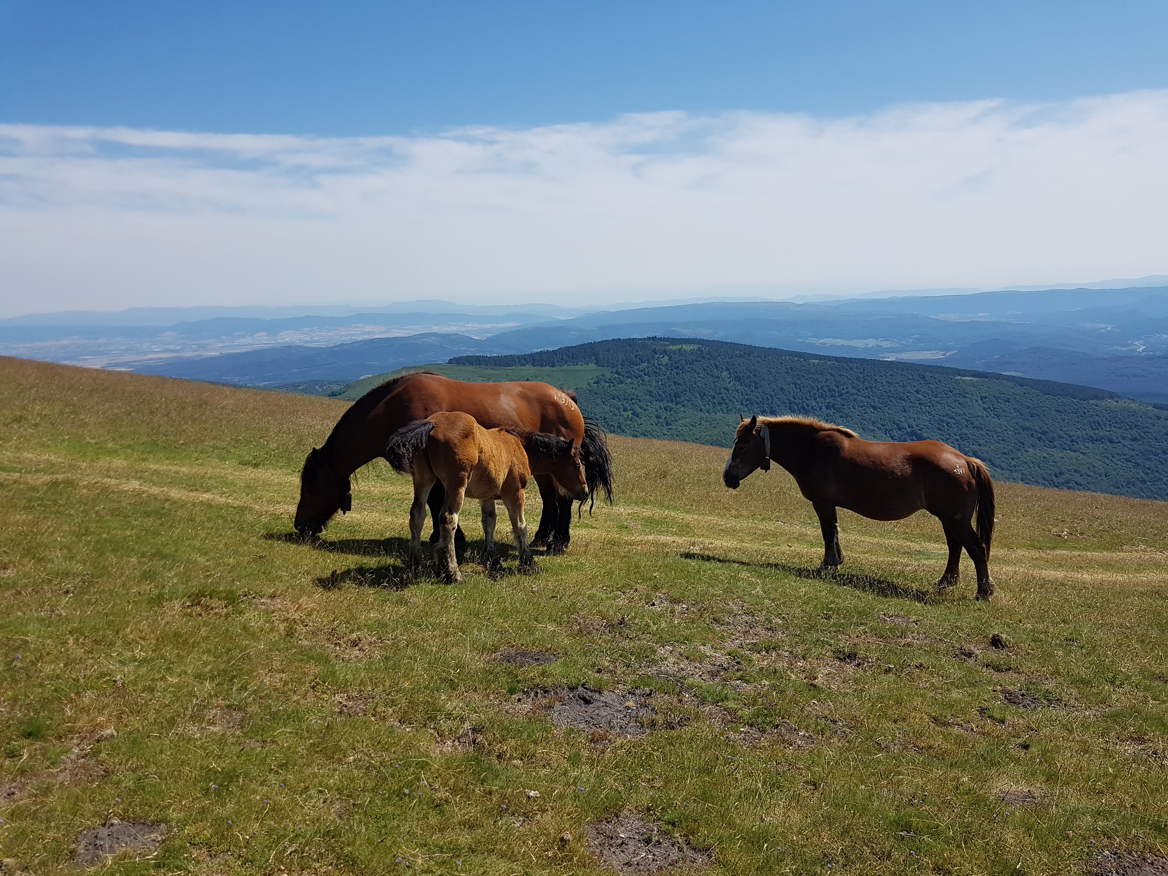 Mares and foul in Violion caninae