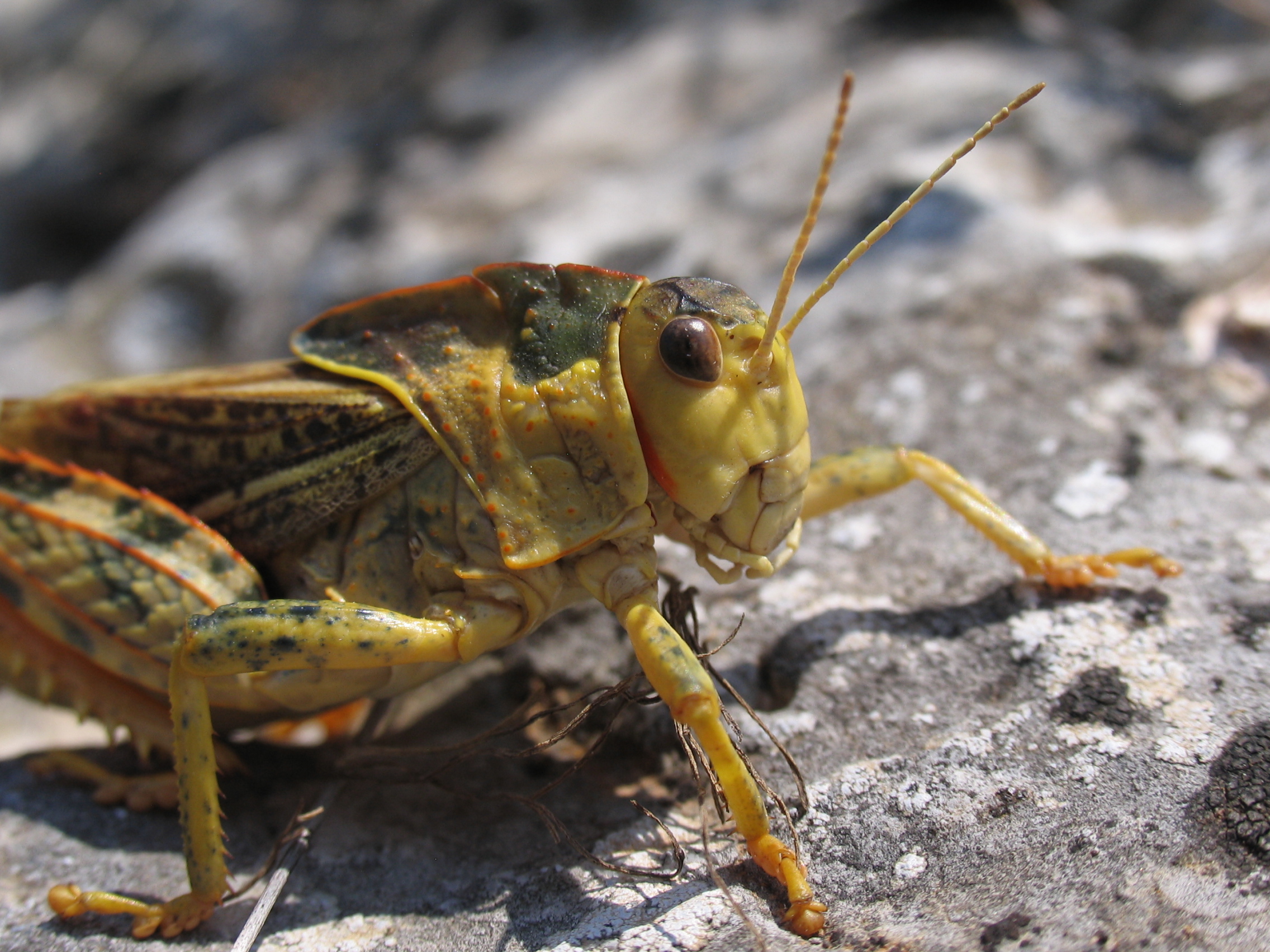 Prionotropis appula