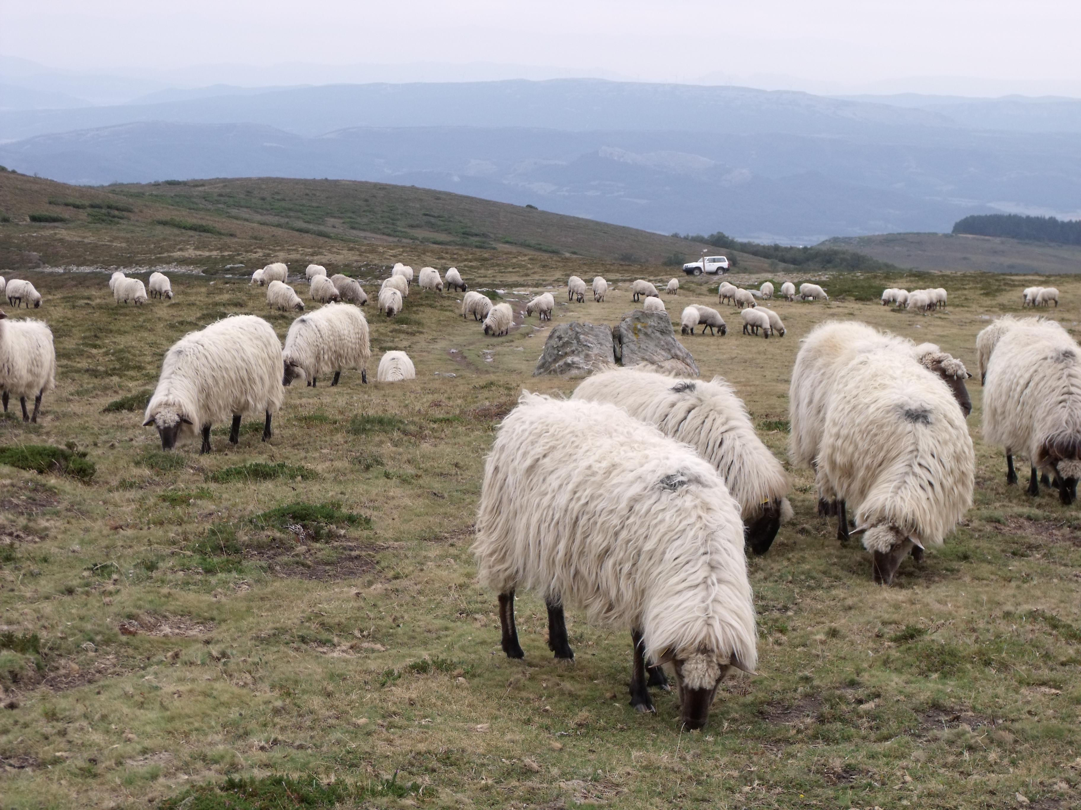 Sheeps Gorbea