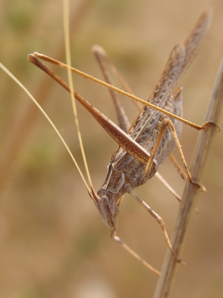 Tylopsis liliifolia