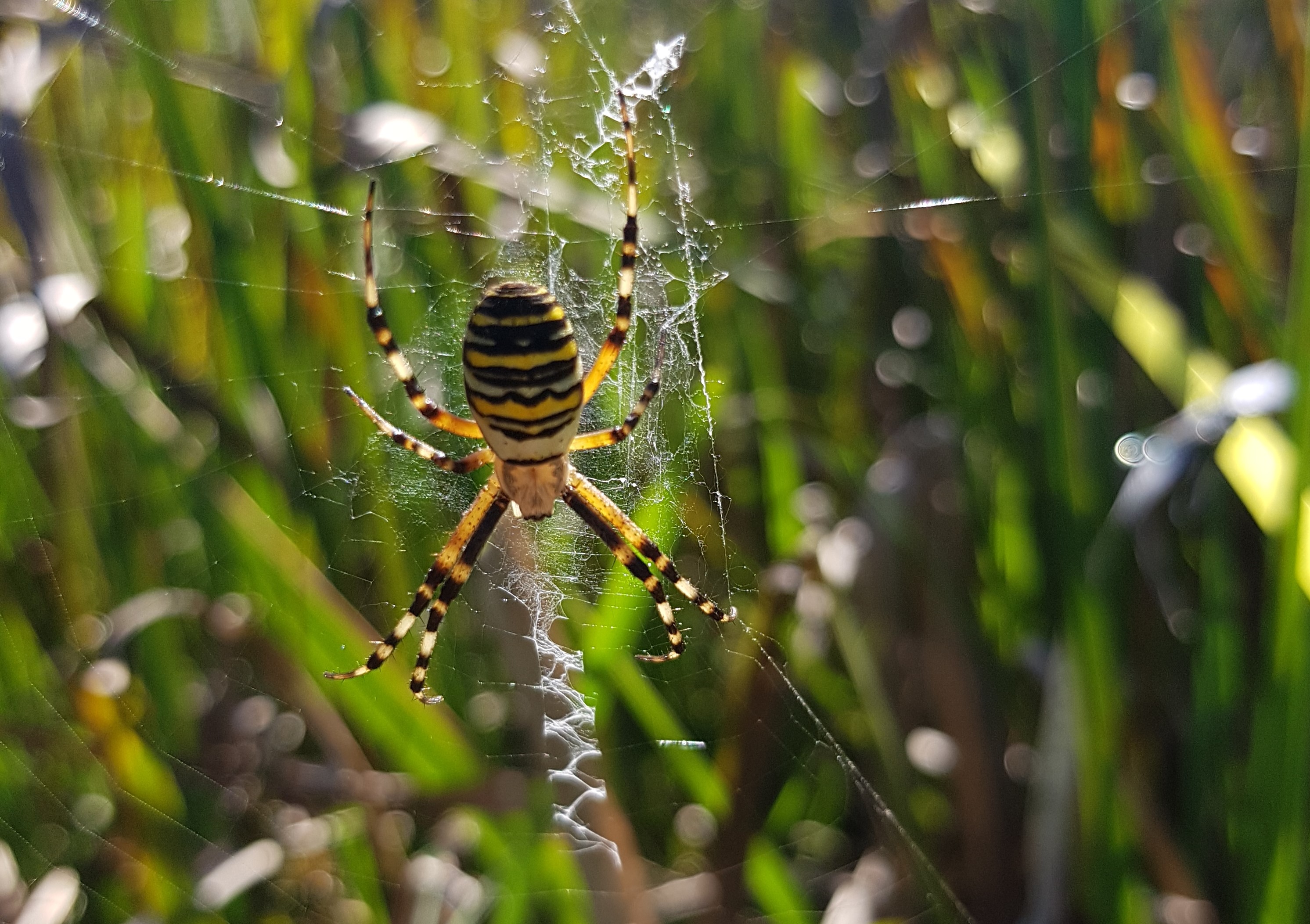 argiope