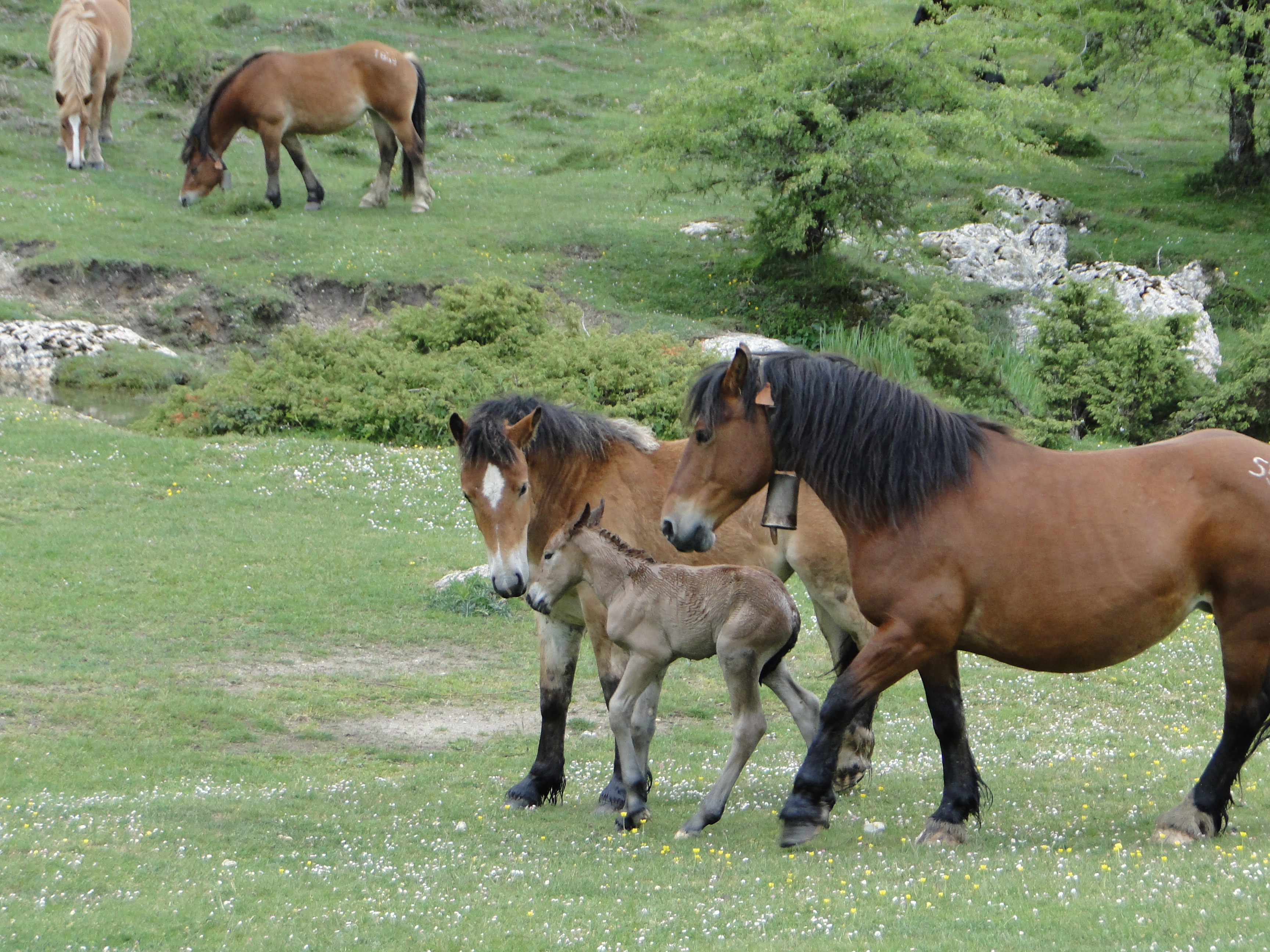 foal