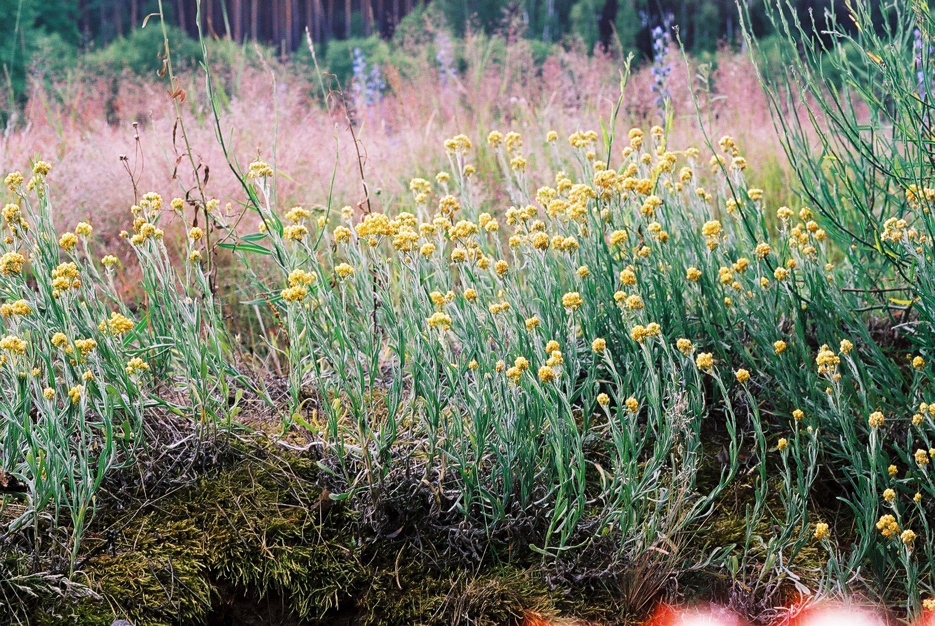 Sandy grassland - R.P.