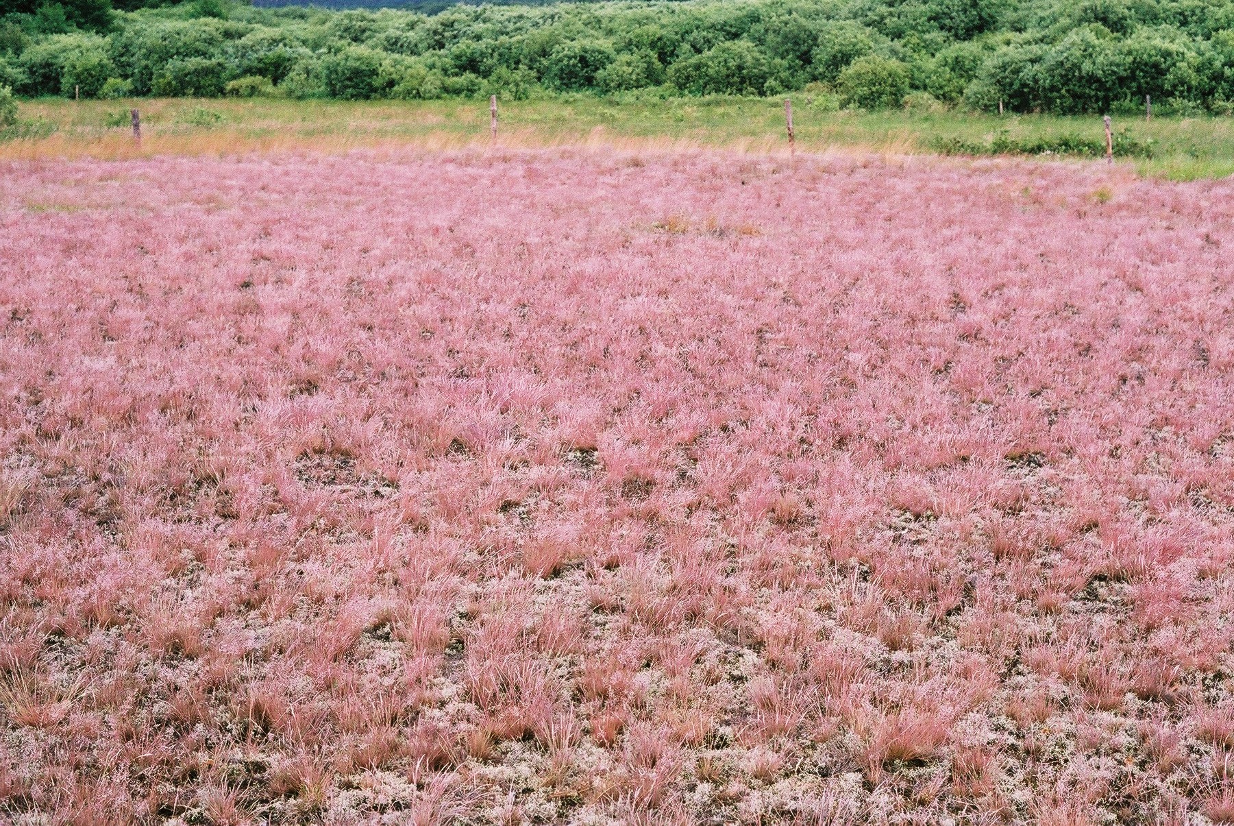 sandy grassland - R.P.