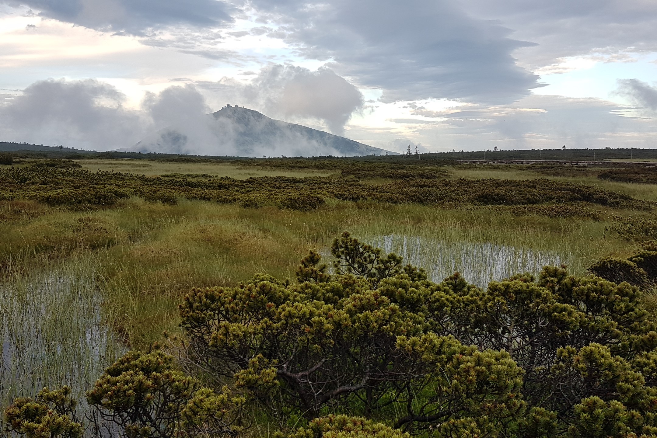 subalpine wetland - R.P.