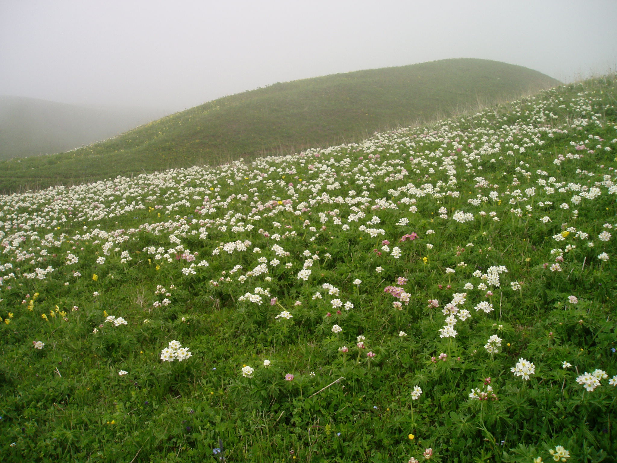 Grasslands in Armenia, G. Fayvush, A. Aleksanyan