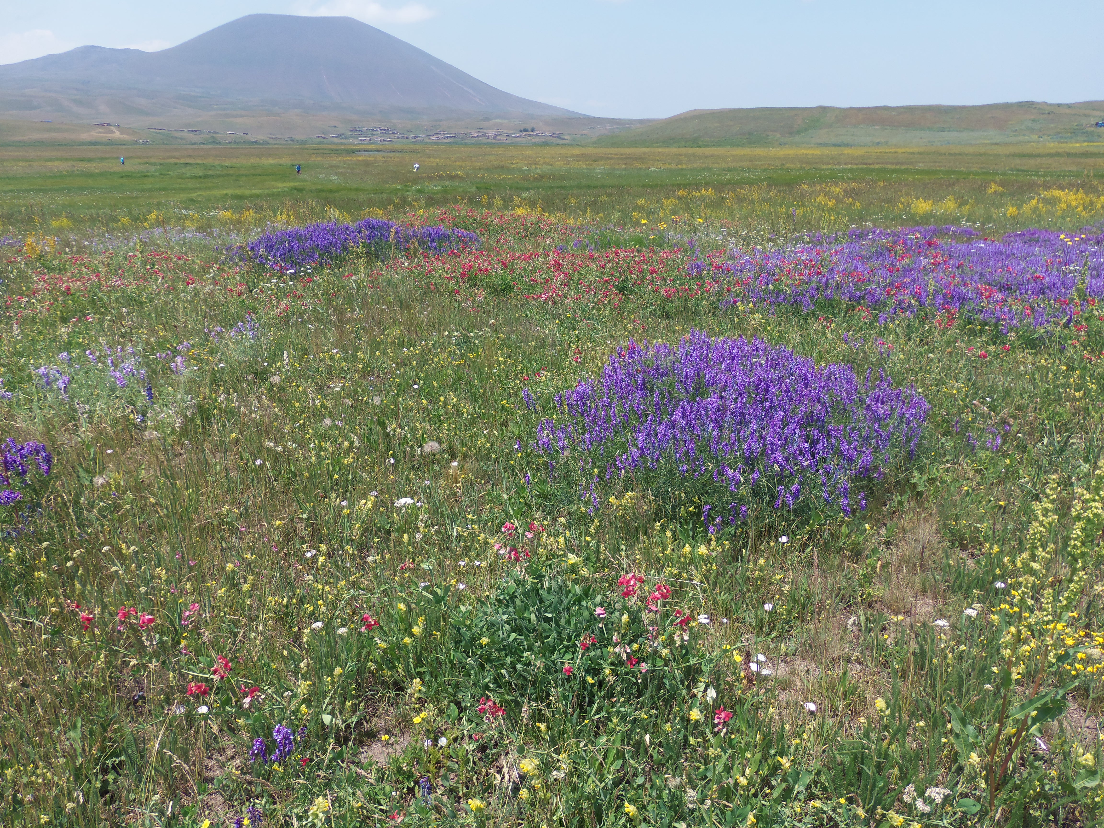  Sub–alpine forbs meadows, Armenia, G. Fayvush, A. Aleksanyan