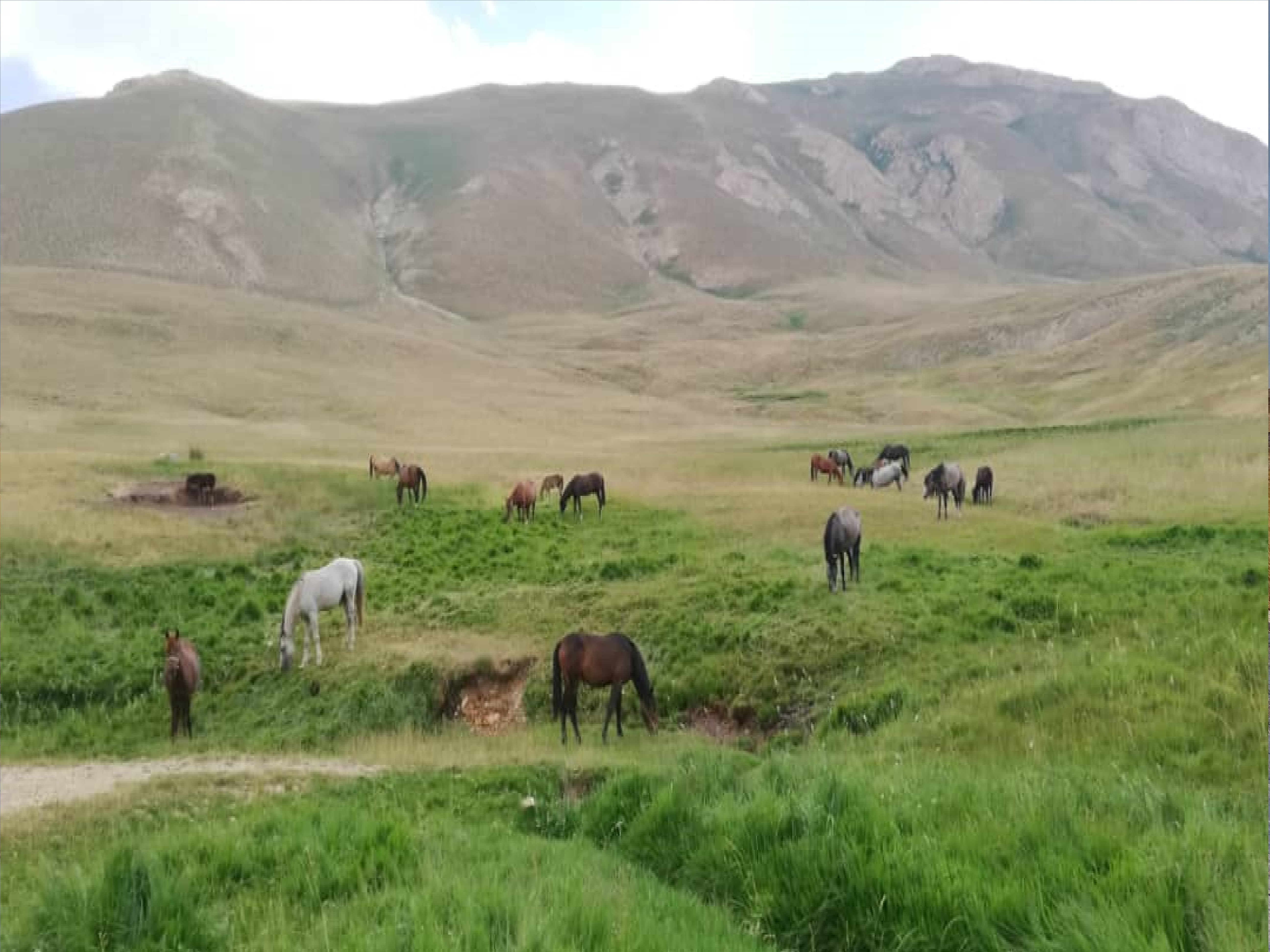 Grasslands in Shemiranat, Tehran Province, Iran. M. Alizadeh