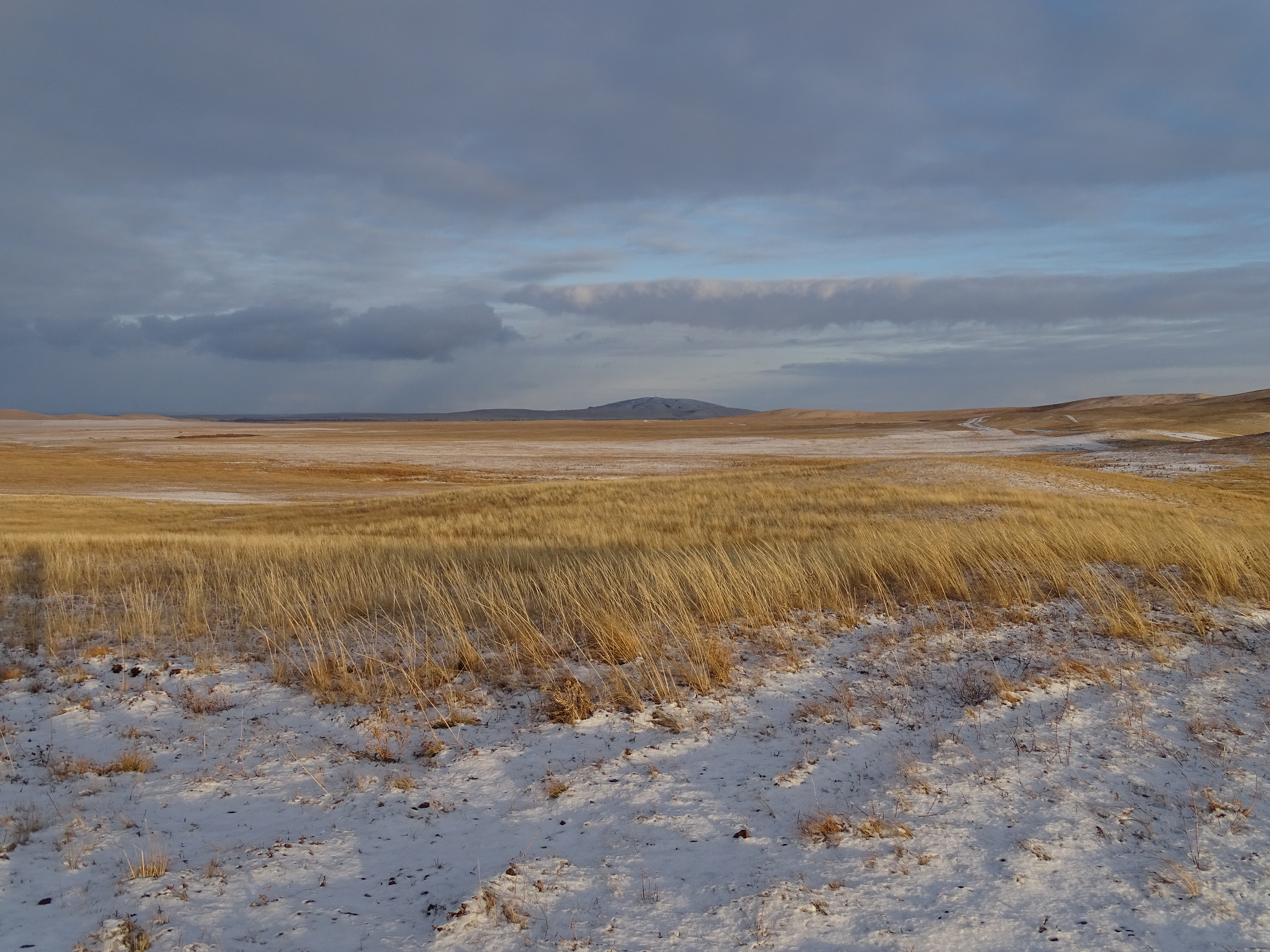 Stipa capillata and Stipa zalesskii steppe, Altai Territory, Russia. I. Smelansky