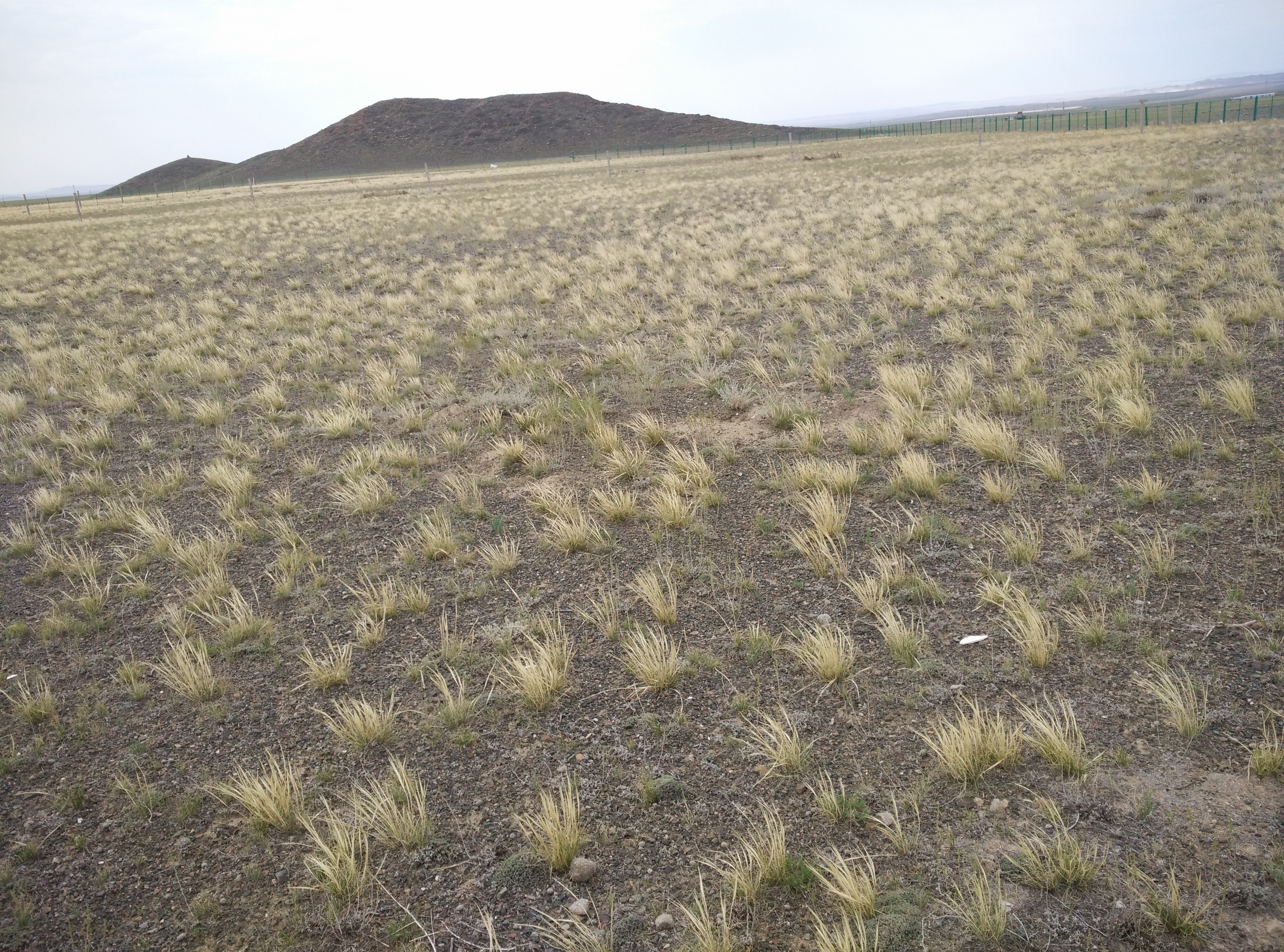 Stipa glareosa steppe in Xinjiang, China. Q. Xianguo