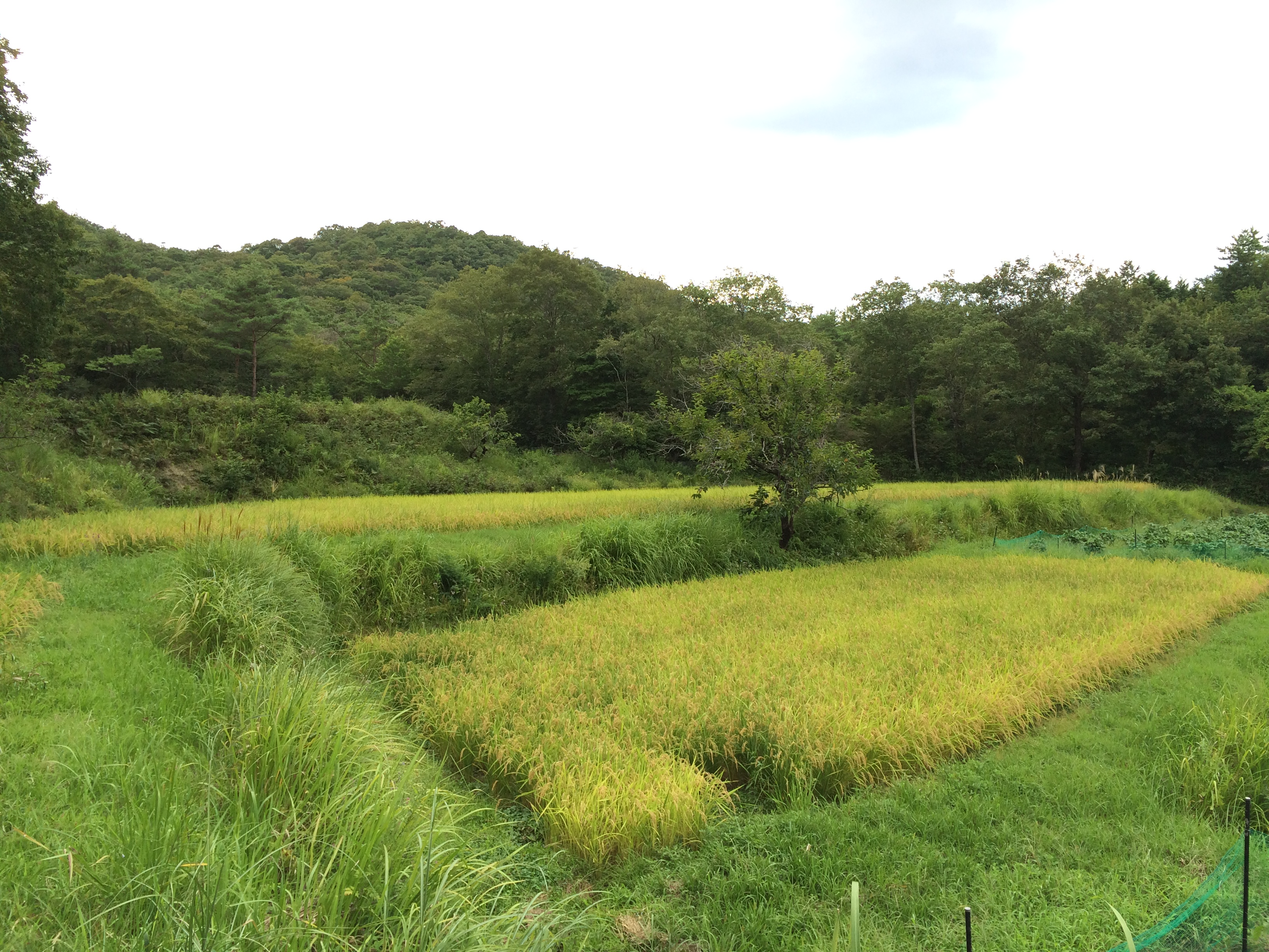 Meadows in Japan, A. Ushimaru