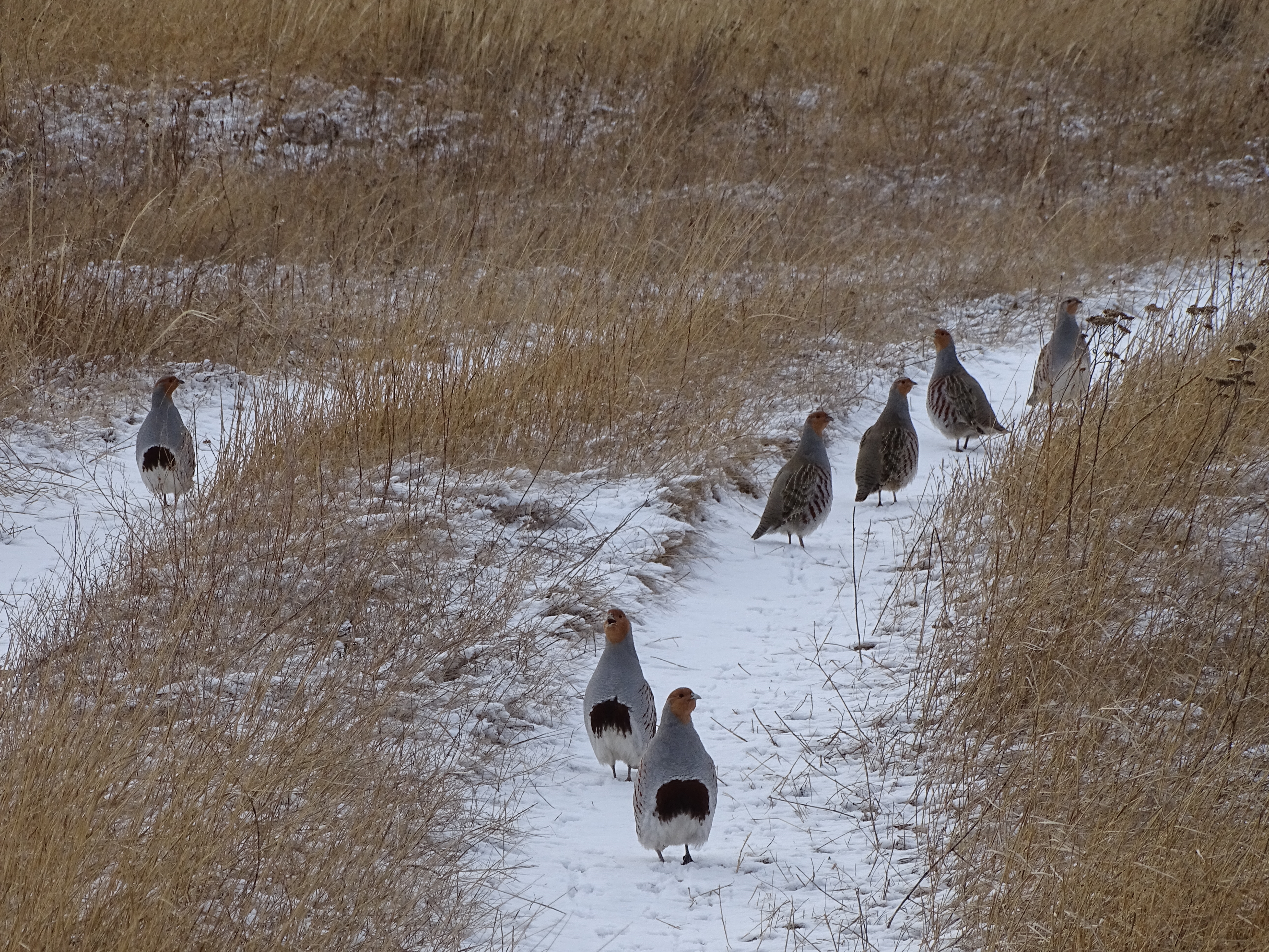 Perdix perdix in Altai Steppe, I. Smelansky