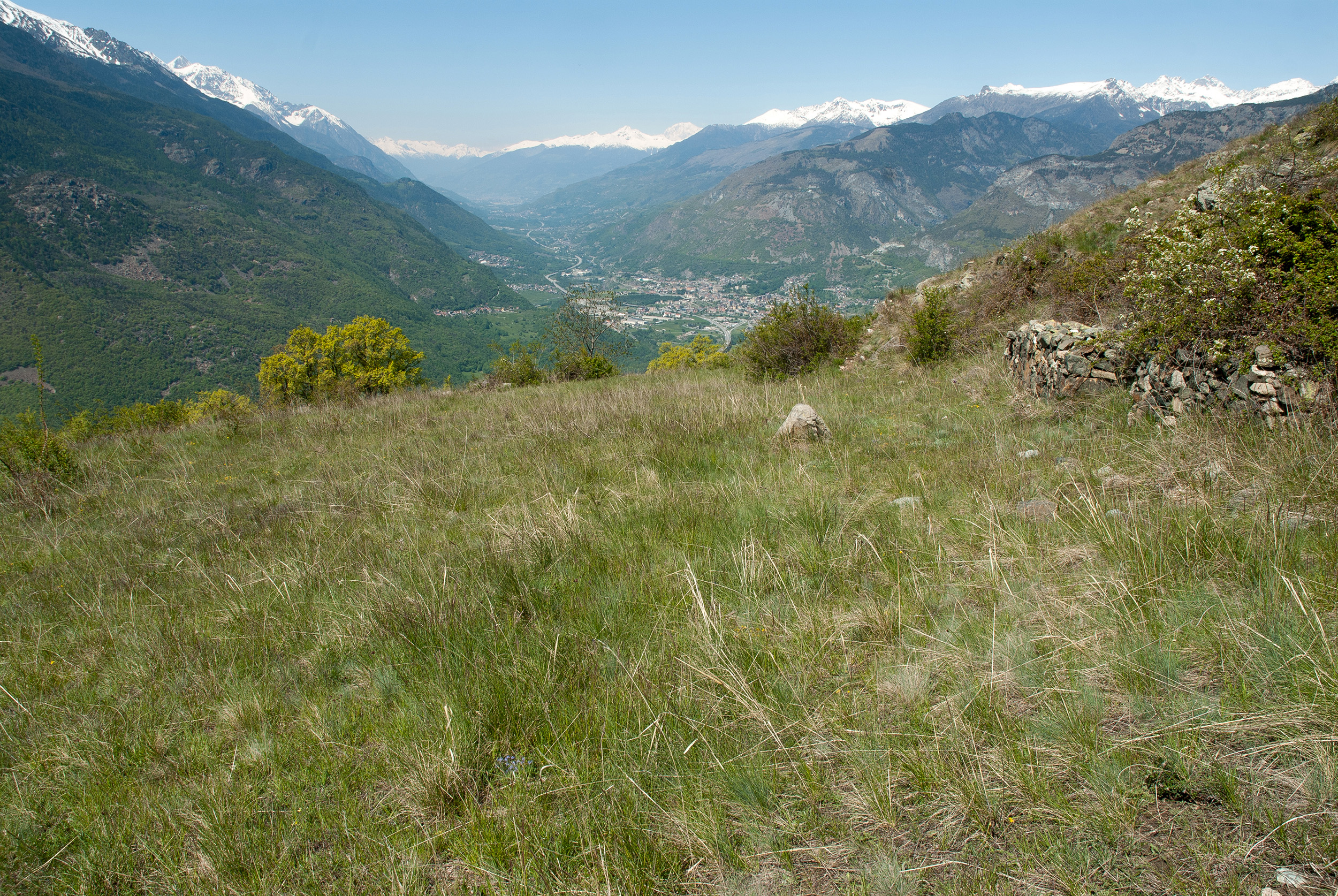Fig. 8. Stipa capillata grasslands in Aosta Valley