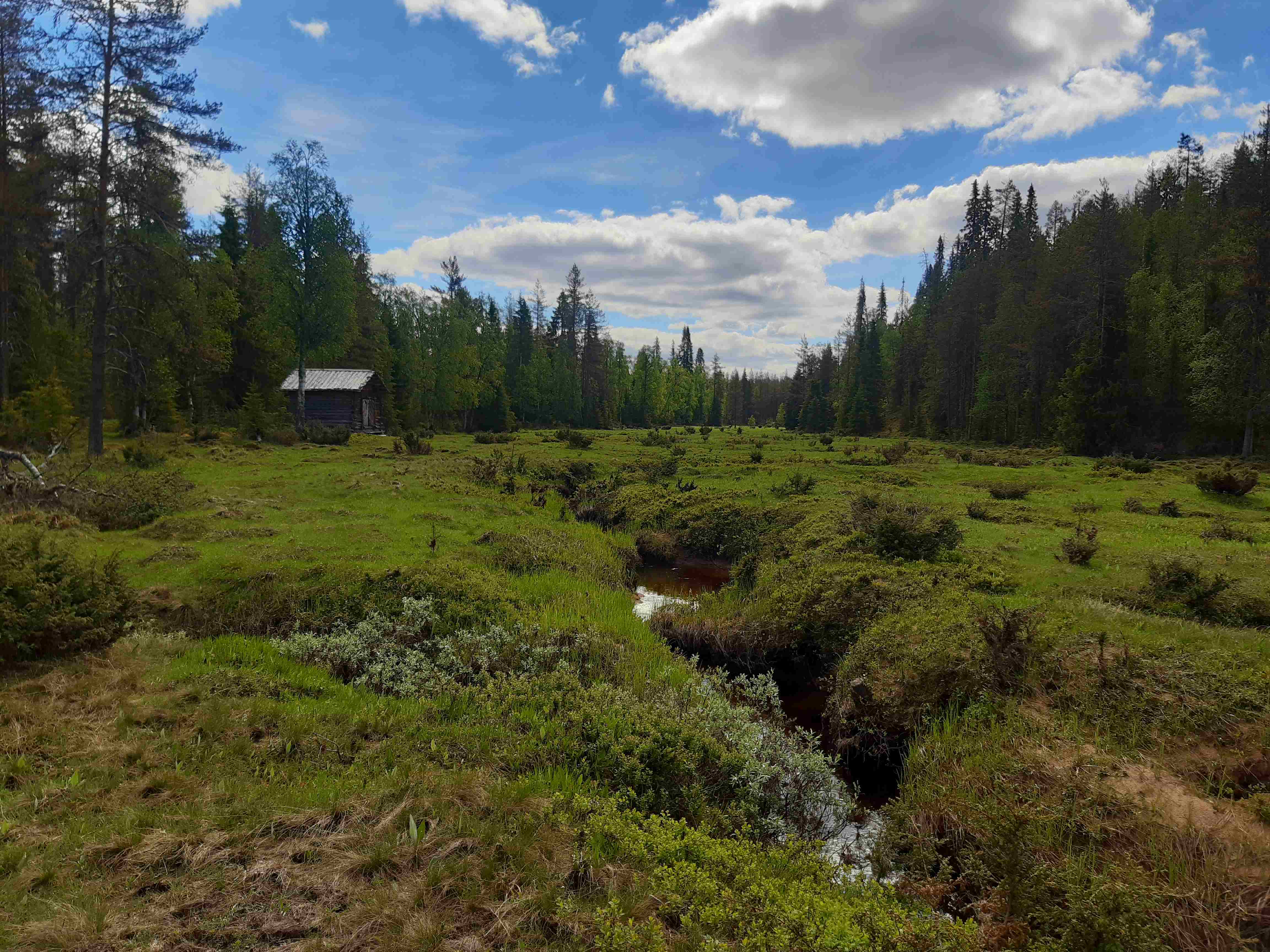 Ruostepuro meadow, Korouoma, Posio. 