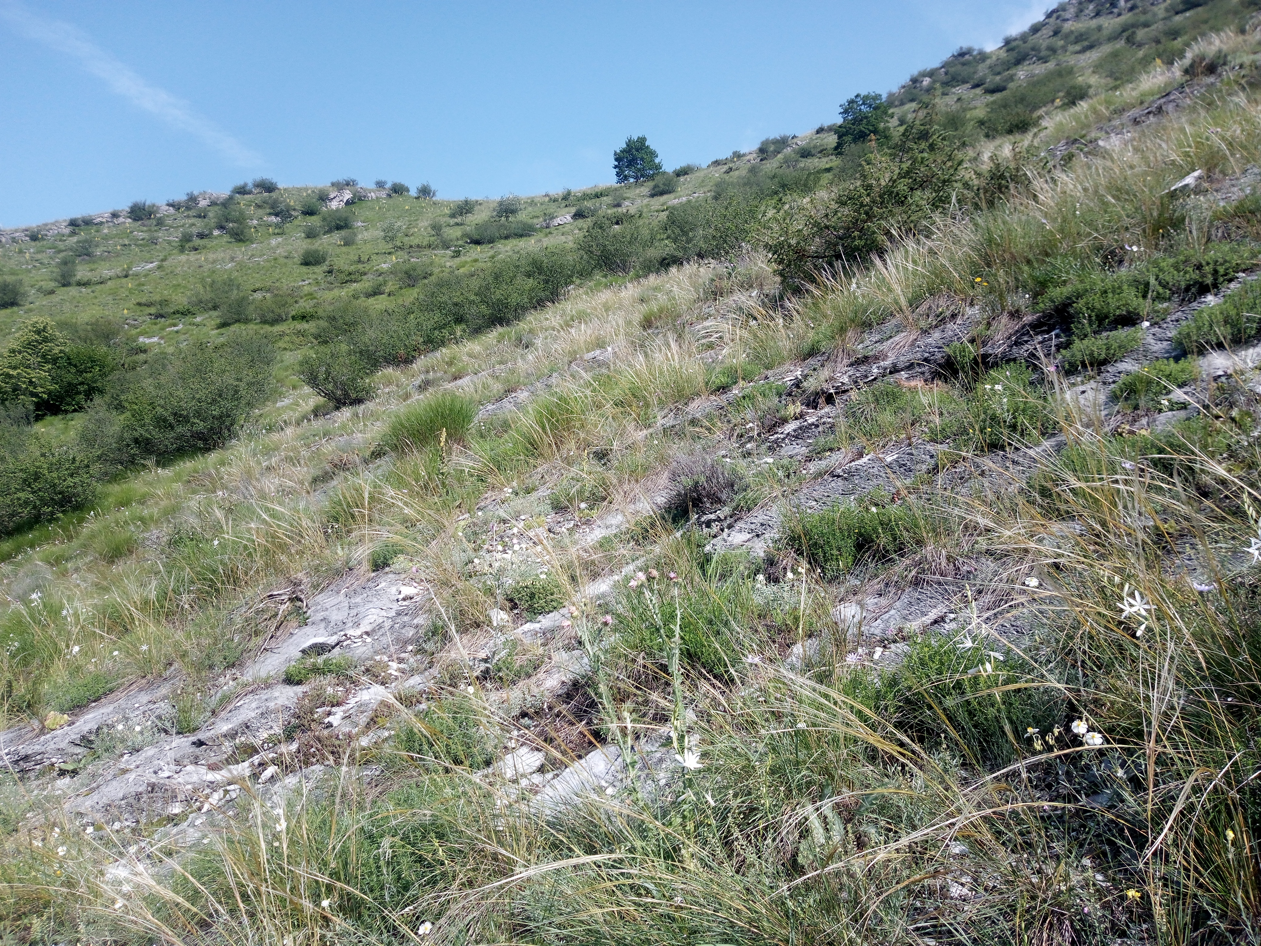 Stipa_grasslands_Entraque