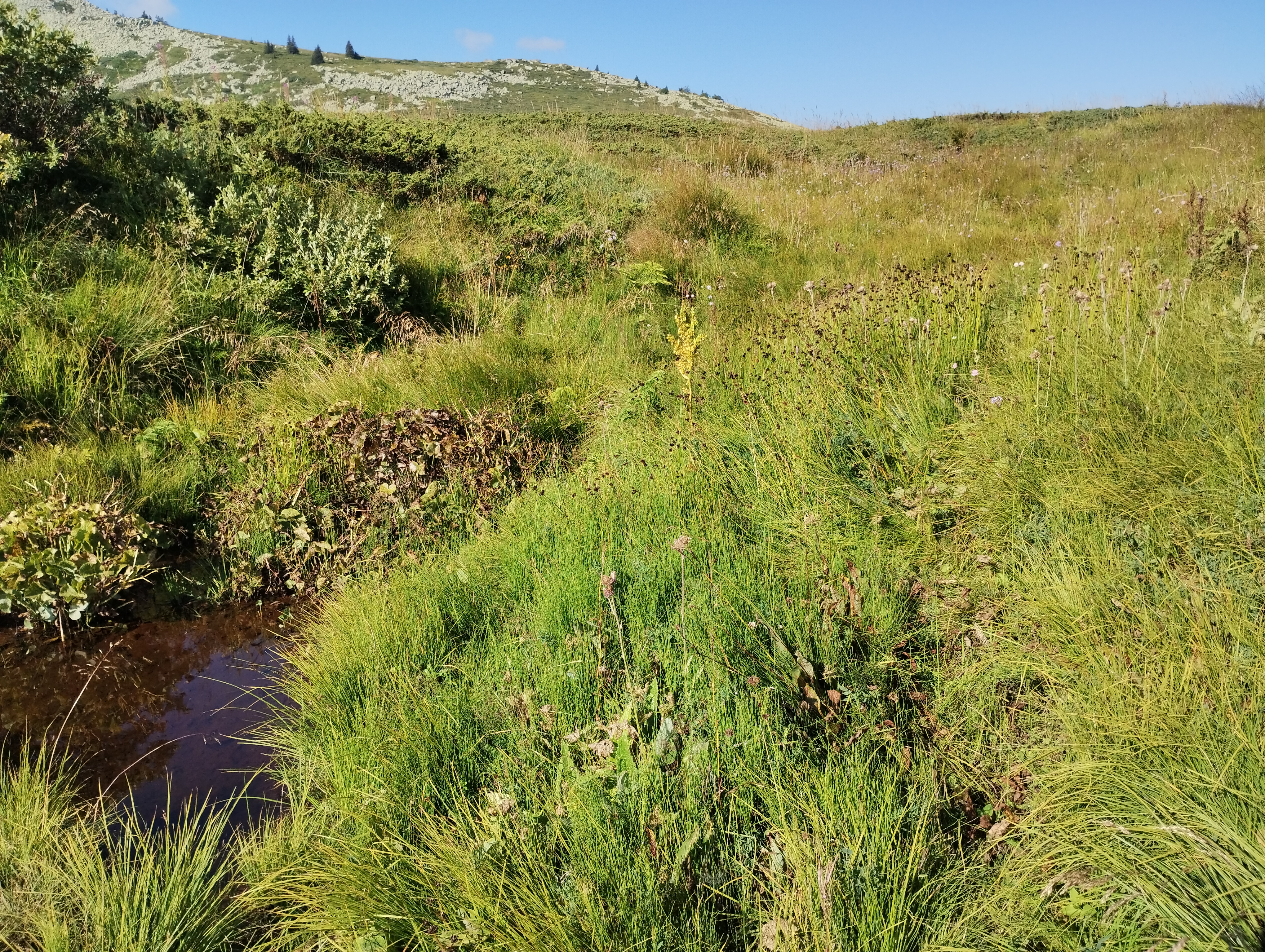 Torfeno bran. Vitosha